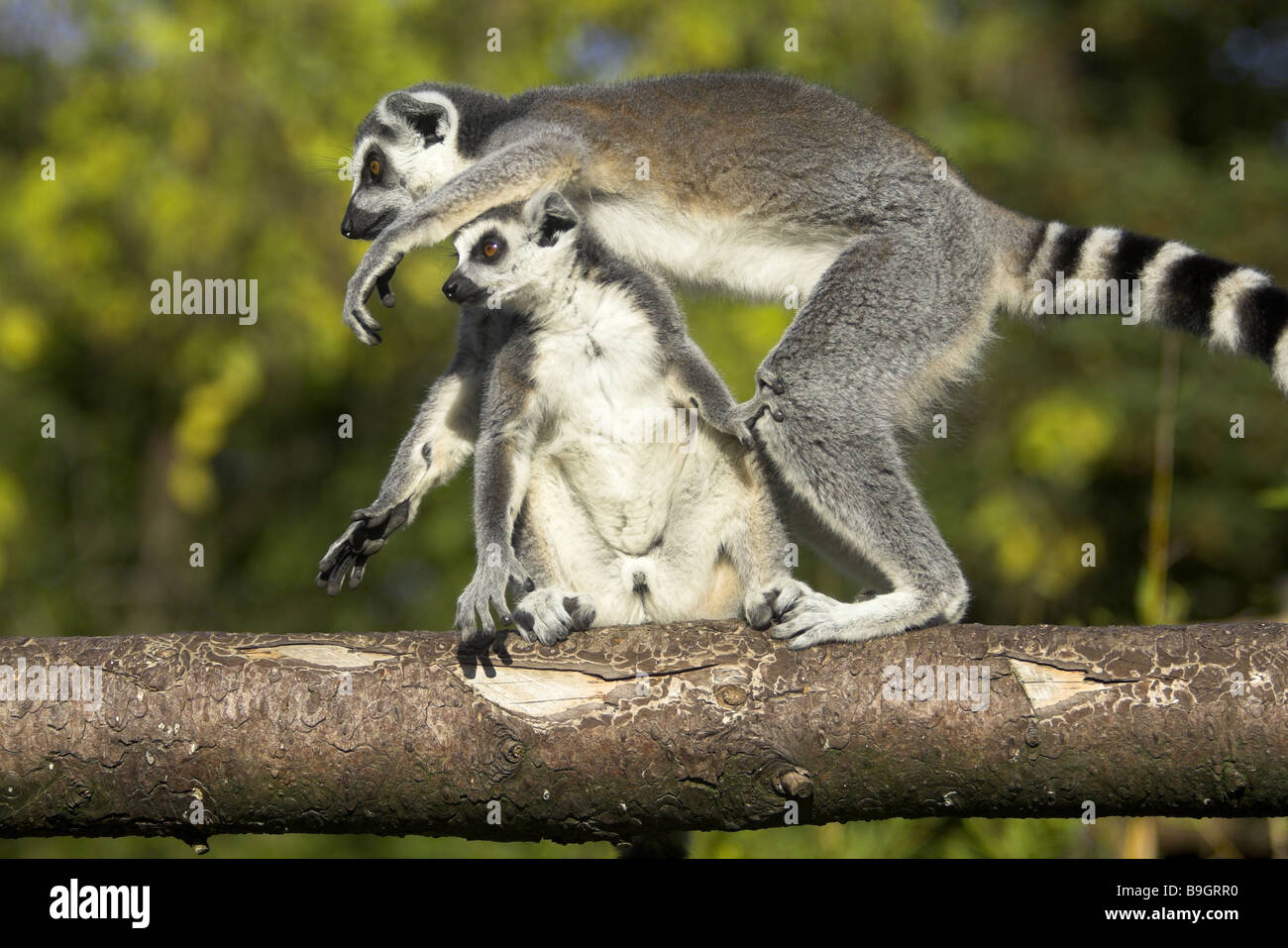 Games with animals hi-res stock photography and images - Alamy