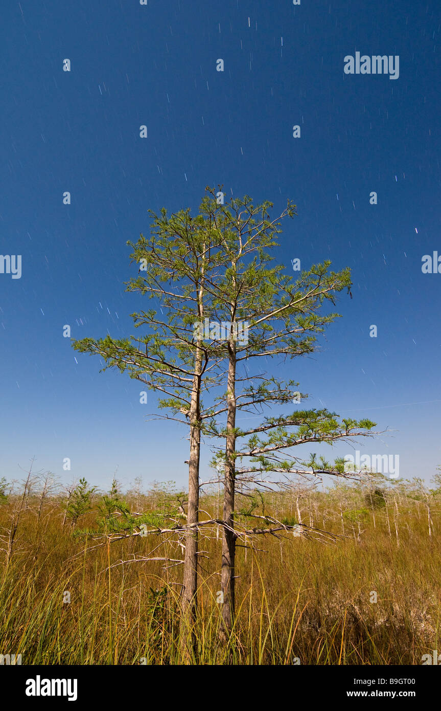 Time exposure under full moon captures star trails and bald cypress forest in sawgrass prairie Everglades National Park Florida Stock Photo