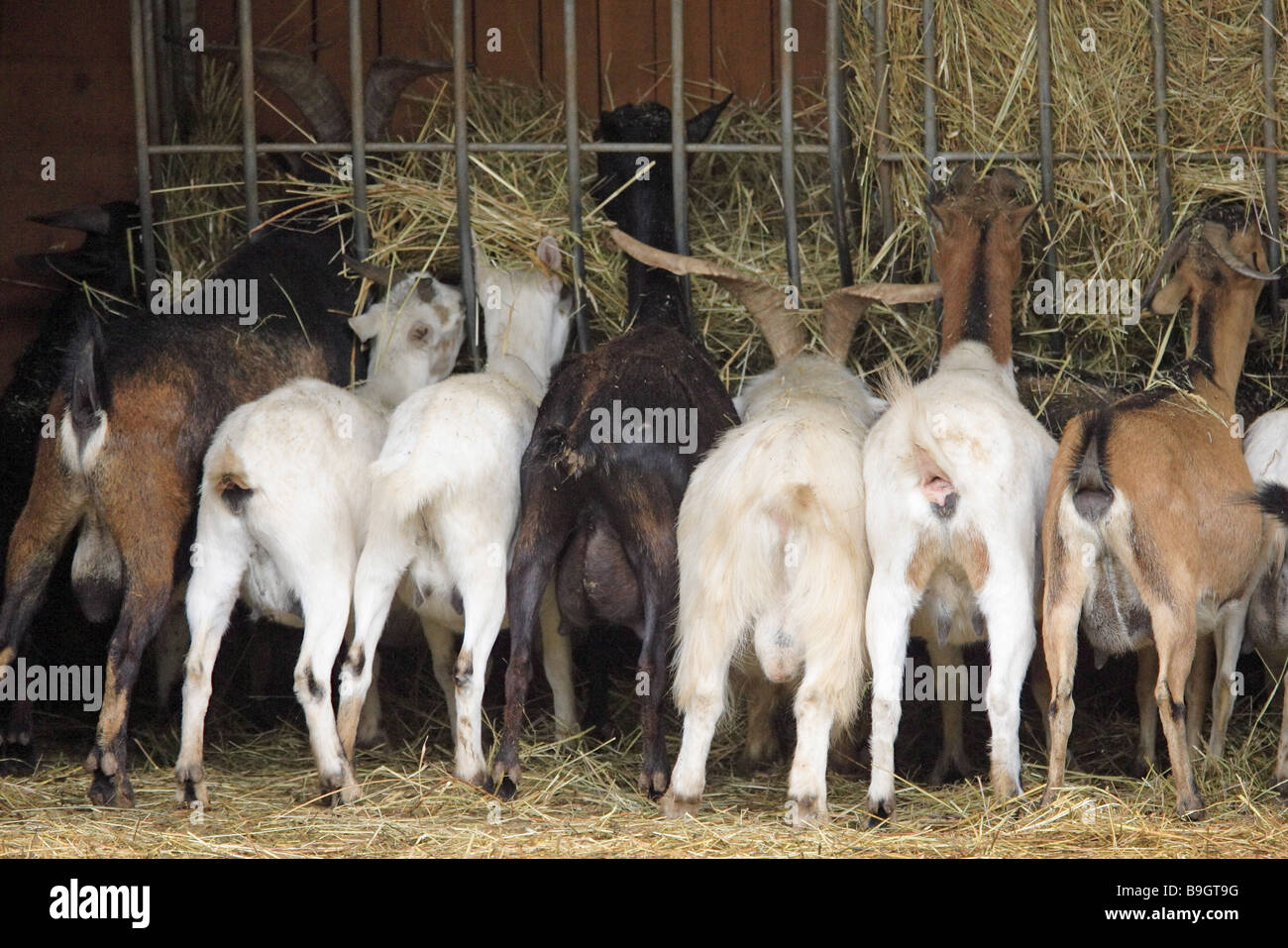 Stall Futterraufe goats eating back view goat-stall animals mammals useful-animals house-goats ruminants symbol agriculture Stock Photo