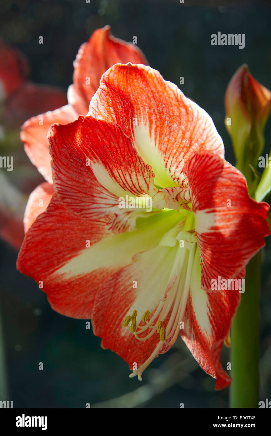 Amarylis Hippeastrum, domestic flower, UK Stock Photo