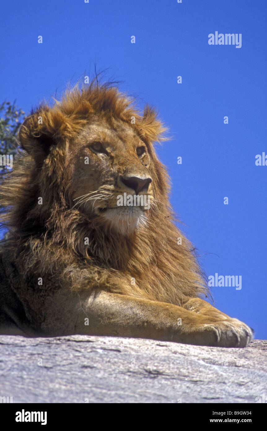 Close up of young male lion with newly grown mane He is resting on the flat rocks of Moru Kopjes in Serengeti Tanzania Stock Photo