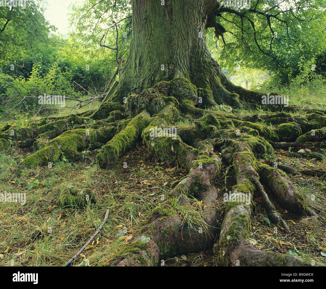 Germany Bavaria Altmühltal forest lime-trees detail trunk Middle Franconia natural-monument tree broad-leafed tree log Stock Photo