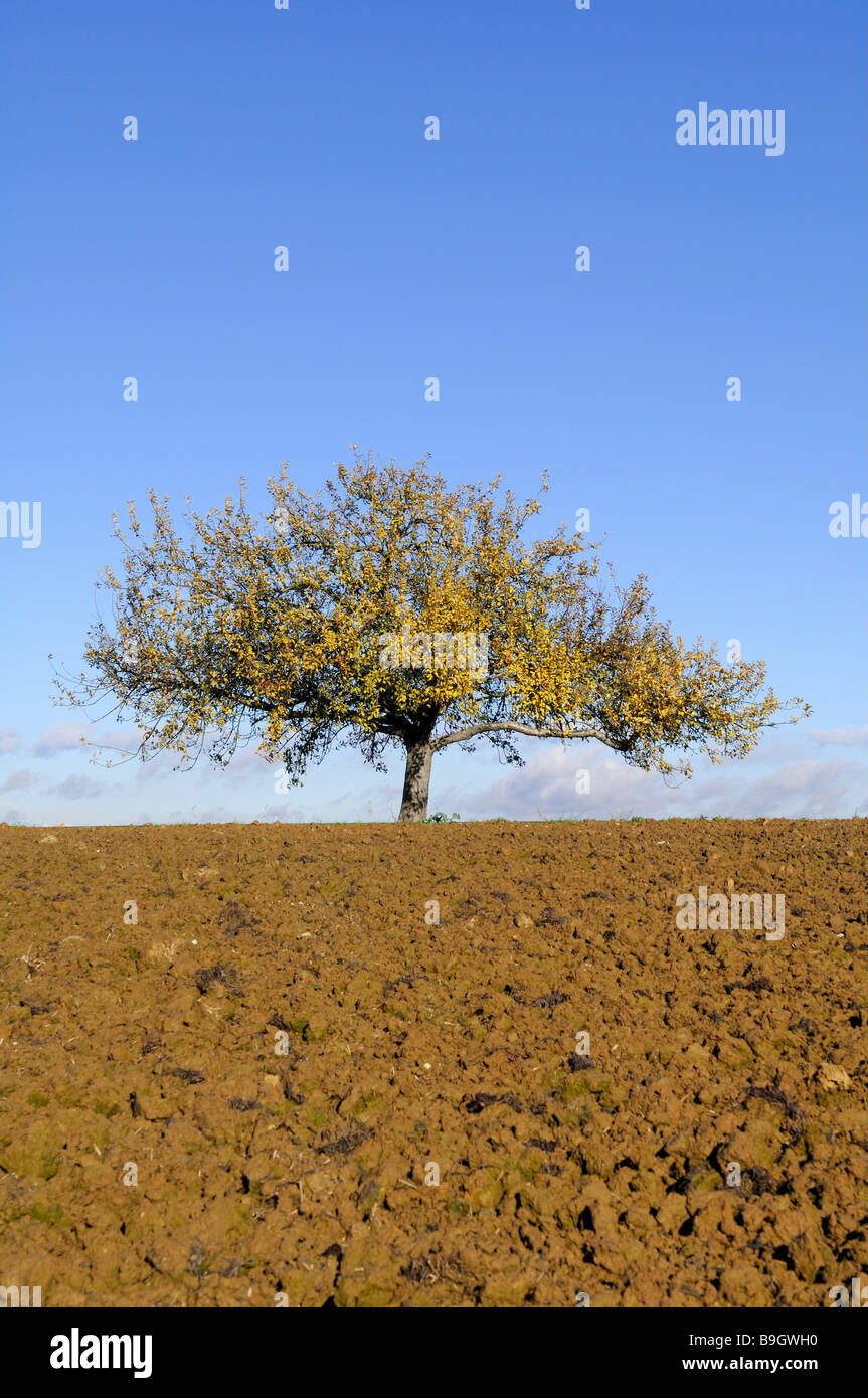 Apple tree autumn field broad-leafed tree detached tree nature fruit tree landscape season solitaire-tree heaven blue Stock Photo