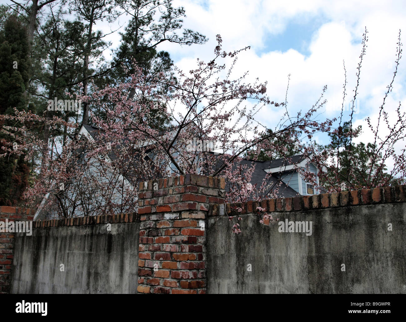 garden wall with pink flowers trees blue sky and clouds patterns on cement fence Stock Photo