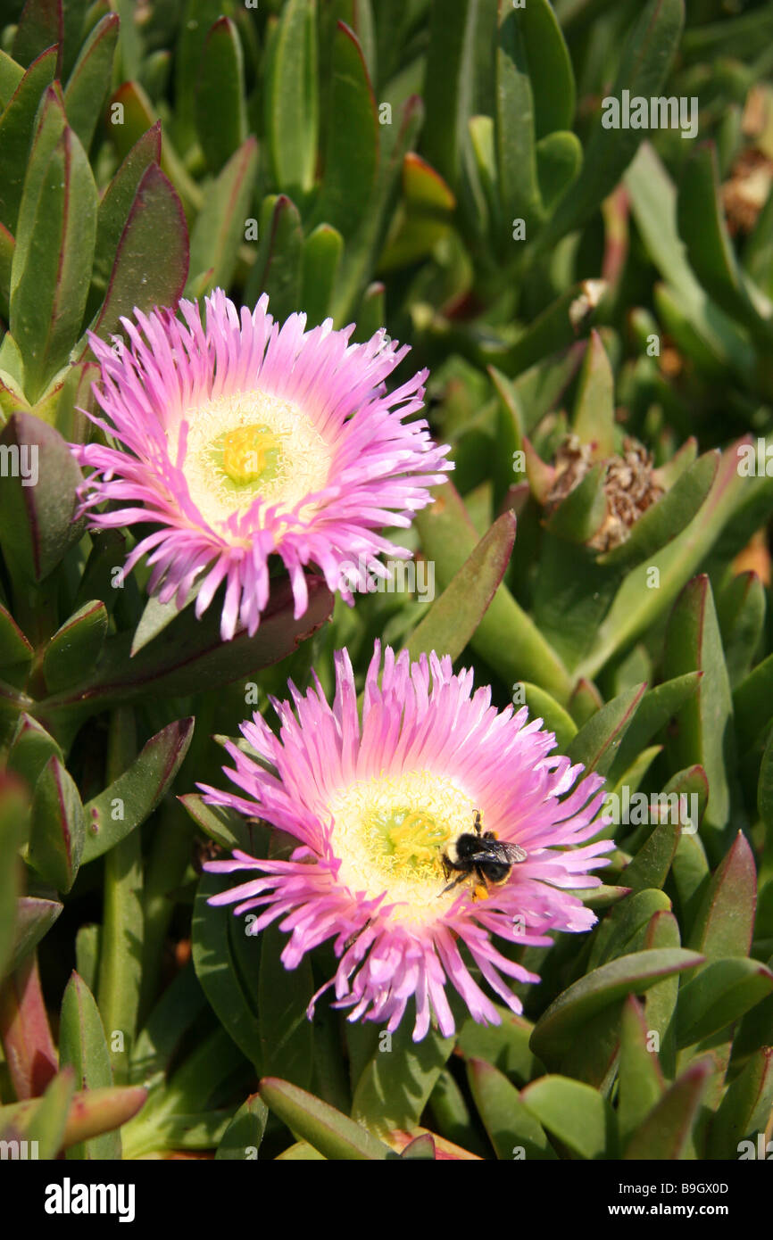 Flowering ice plant (Carpobrotus edulis) being polinated by a bumblebee. Stock Photo