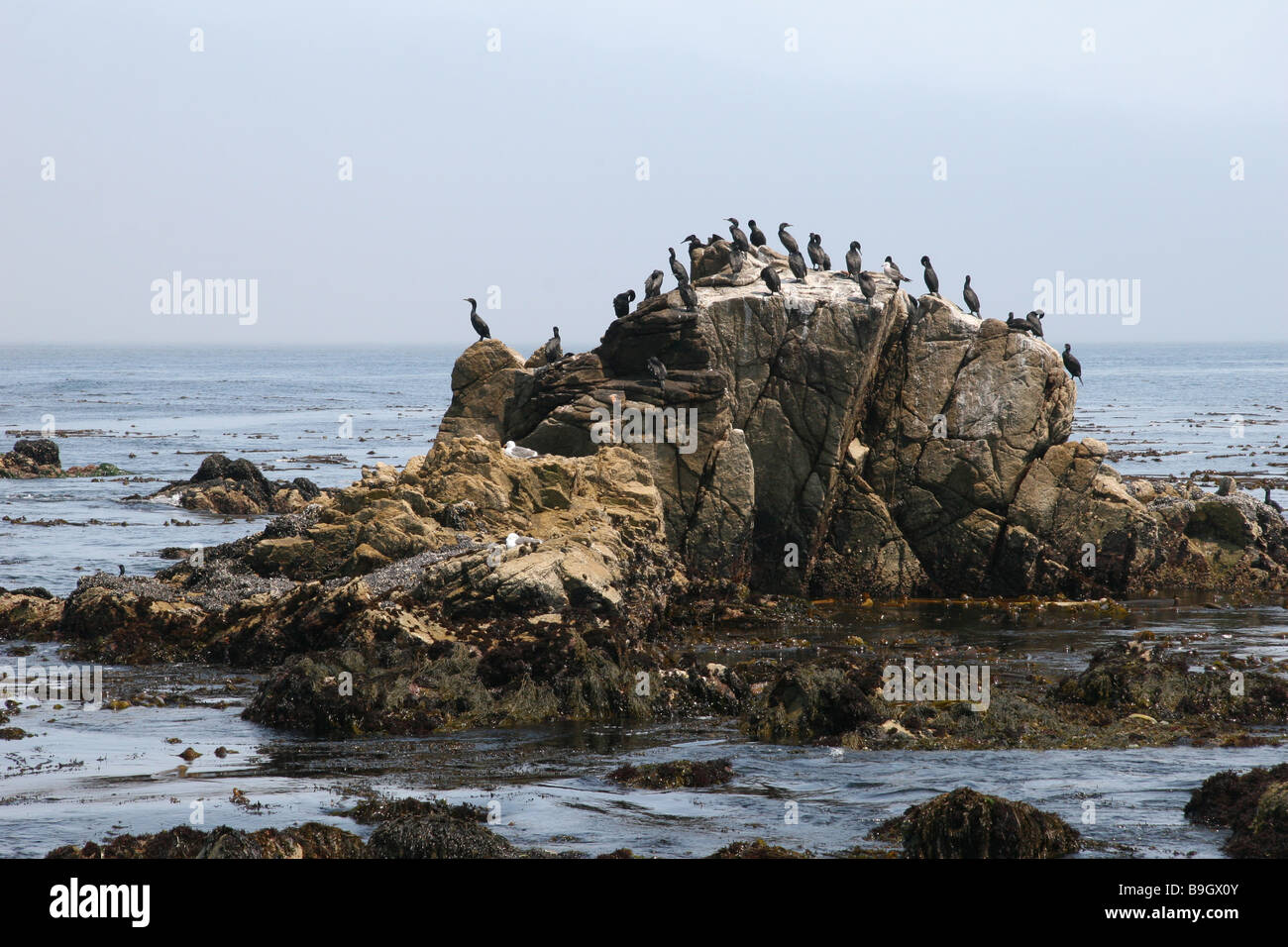 Brandt's cormorants (Phalacrocorax penicillatus) sunning in Pebble Beach, California, USA. Stock Photo