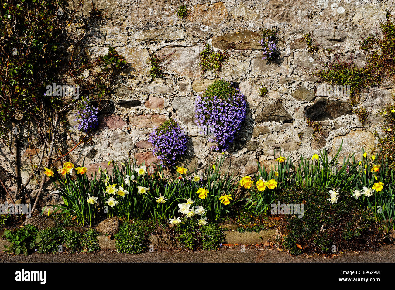 Spring Flowers For Rocks Rock garden flowers hi-res stock photography and images - Alamy