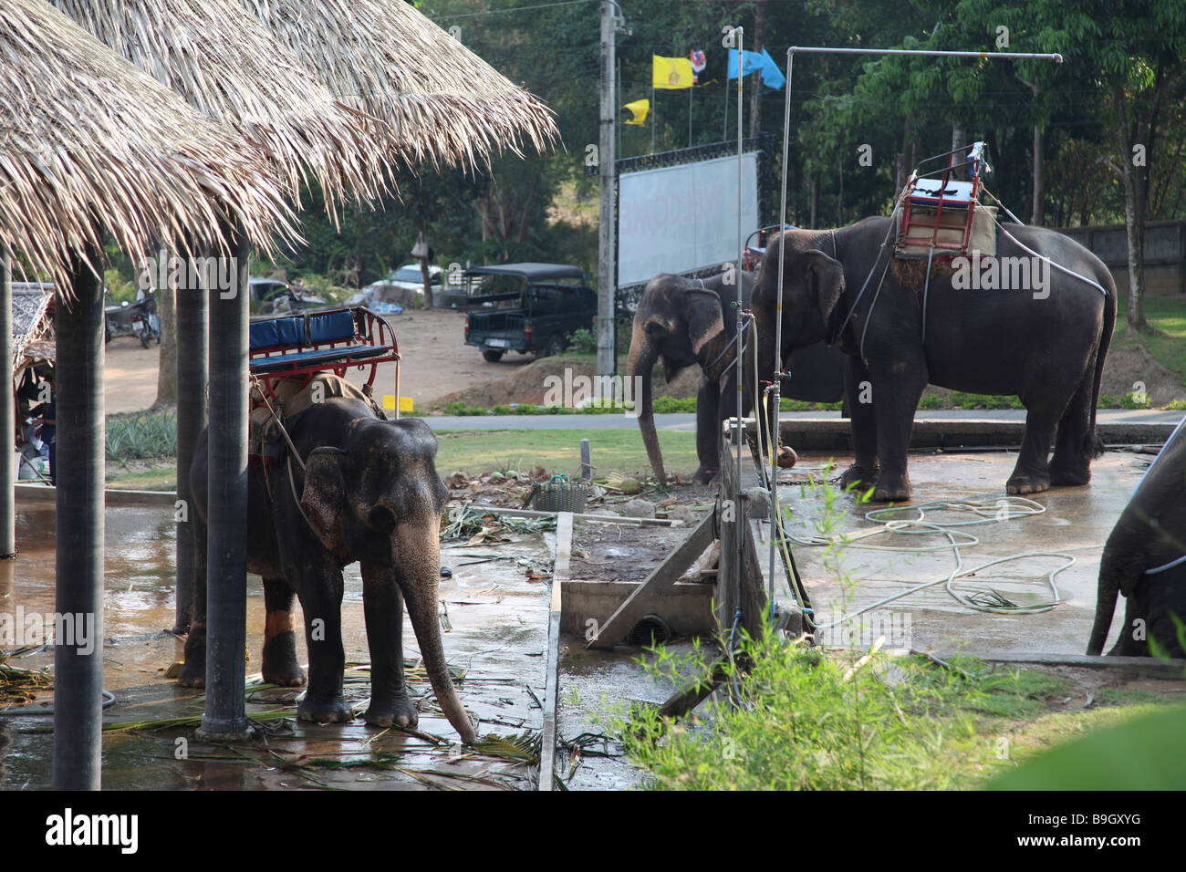 Elephants at shower for refreshing elephant, shower, refresh, rest, ride, trekking holiday tourist tourtism exotic Stock Photo