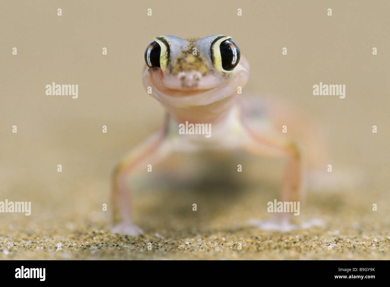 Pachydactylus rangei Palmatogecko rangei portrait blur animal-portrait Africa Namibia Swakopmund nature Wildlife animal wild Stock Photo
