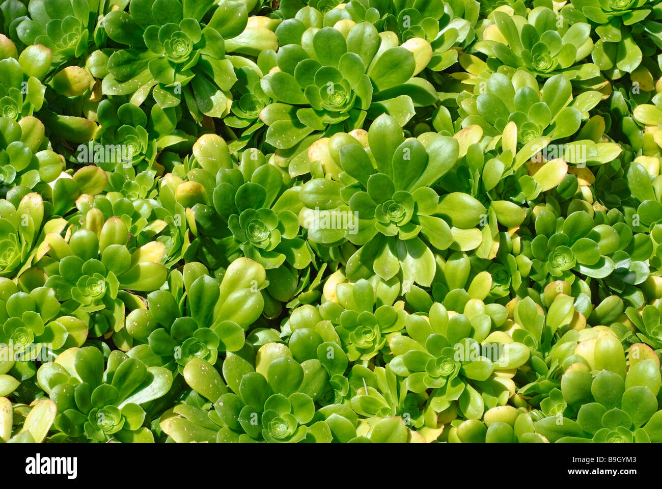Aeonium pseudotabuliforme plant Stock Photo