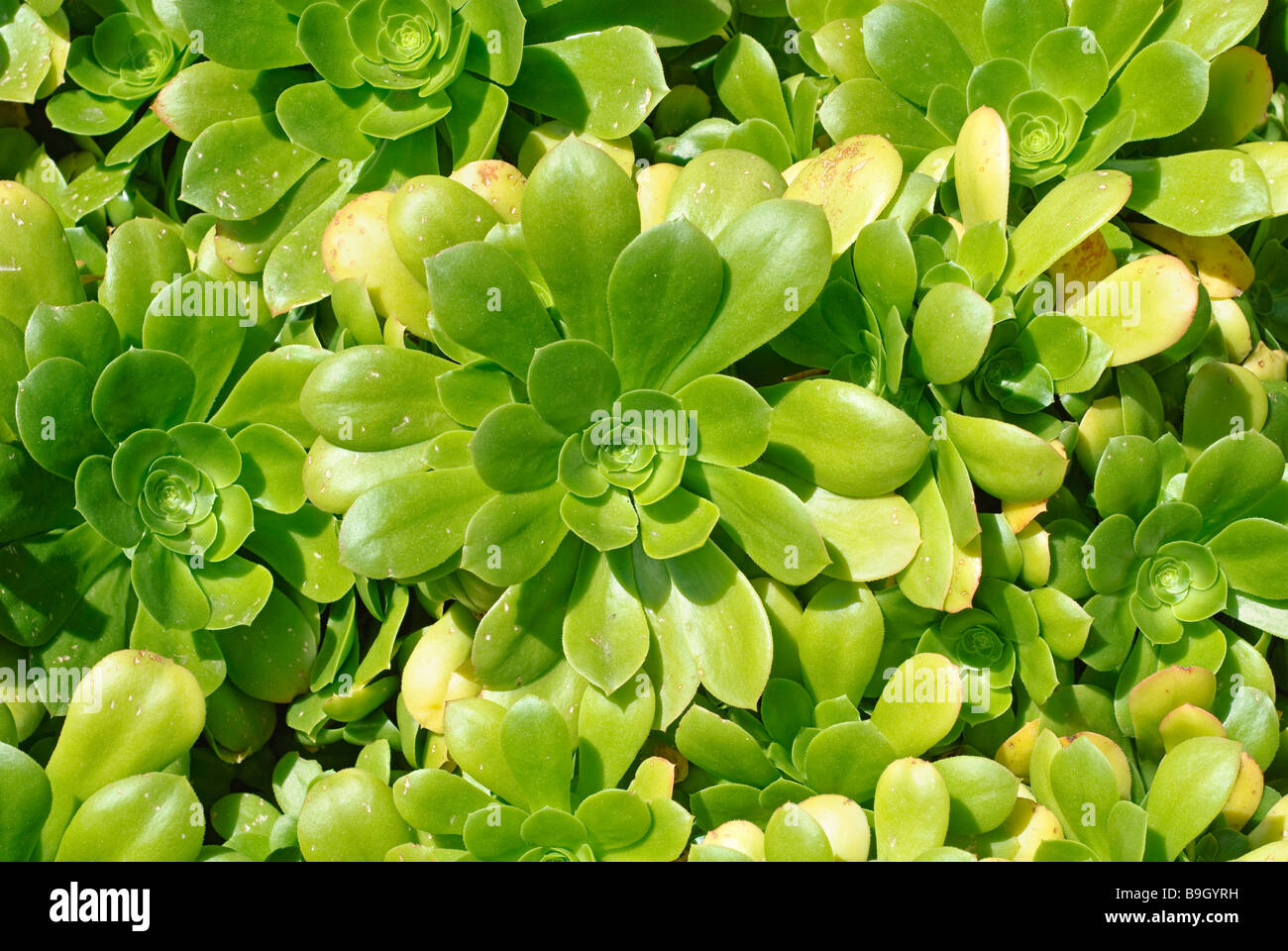 Aeonium pseudotabuliforme plant Stock Photo