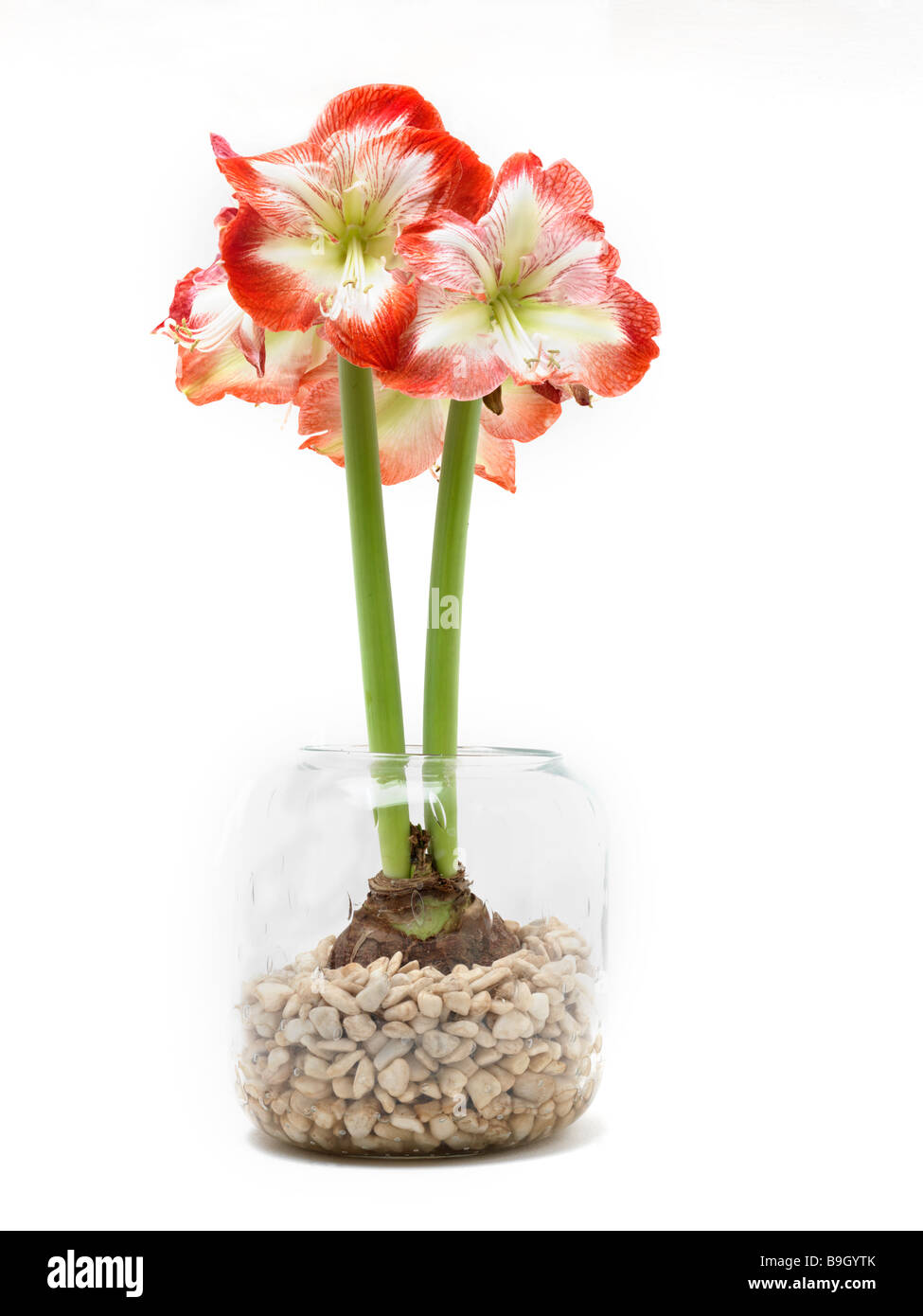 Amaryllis grown from bulb in glass container with stones and water Stock Photo