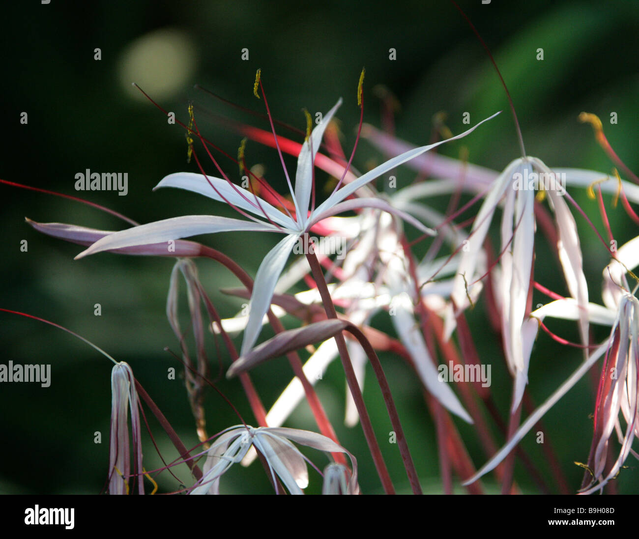 Starry Crinum Crinum purpurascens Amaryllidaceae Tropical West Africa Stock Photo