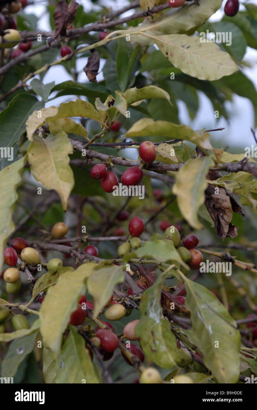 Ethiopia Tanalake coffeeplant detail branches fruits Africa East