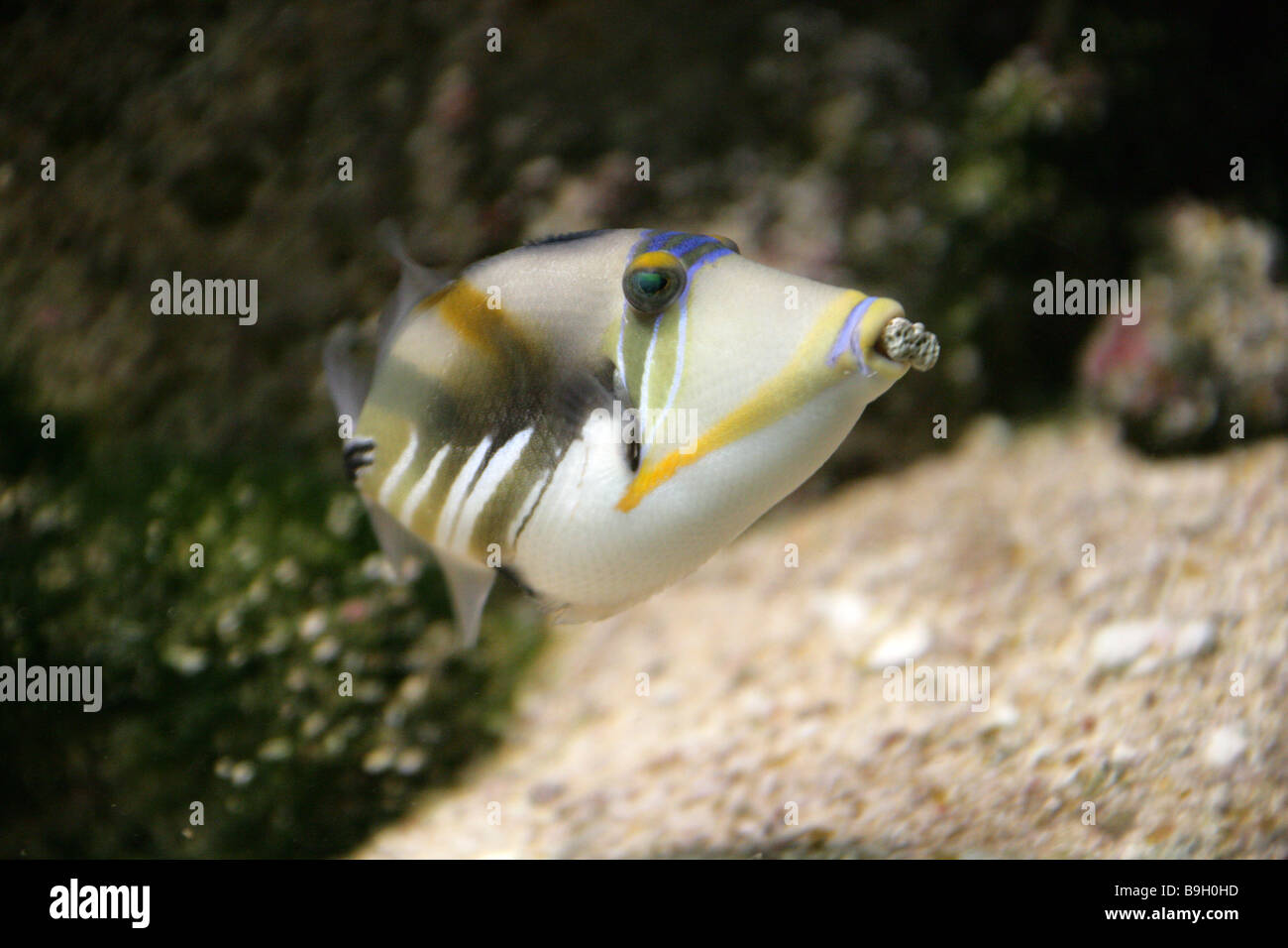 Picasso or Humu Triggerfish Rhinecanthus aculeatus Building a Nest with Small Pebbles Stock Photo