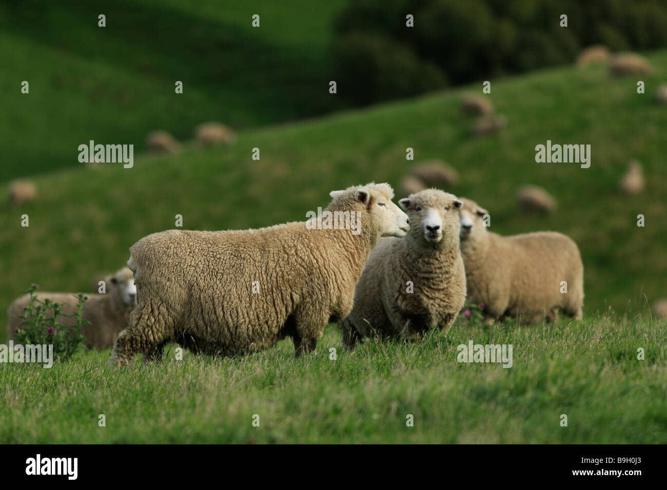 Flock of sheep in green grass pasture on hillside,North Otago, South Island, New Zealand Stock Photo