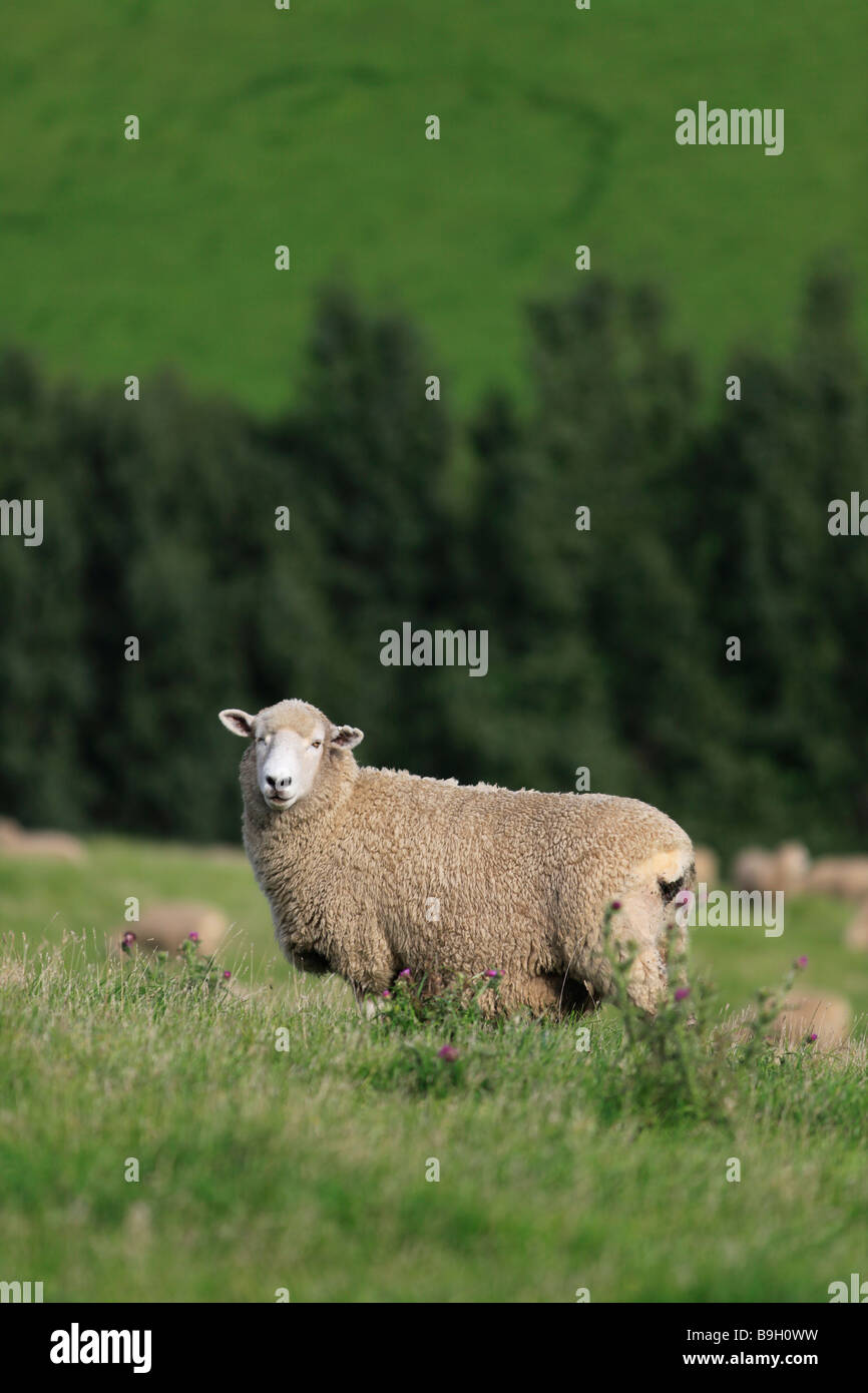 Flock of sheep grazing on hillside,North Otago, South Island, New Zealand Stock Photo