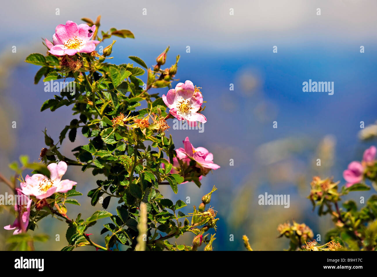 Sweet briar flowers hi-res stock photography and images - Alamy