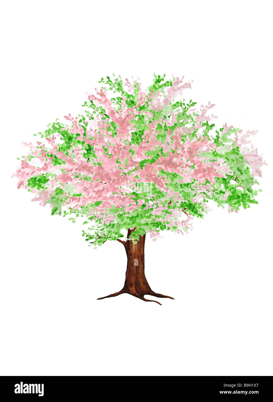 Apple tree  blooming  cut-out  illustration Stock Photo
