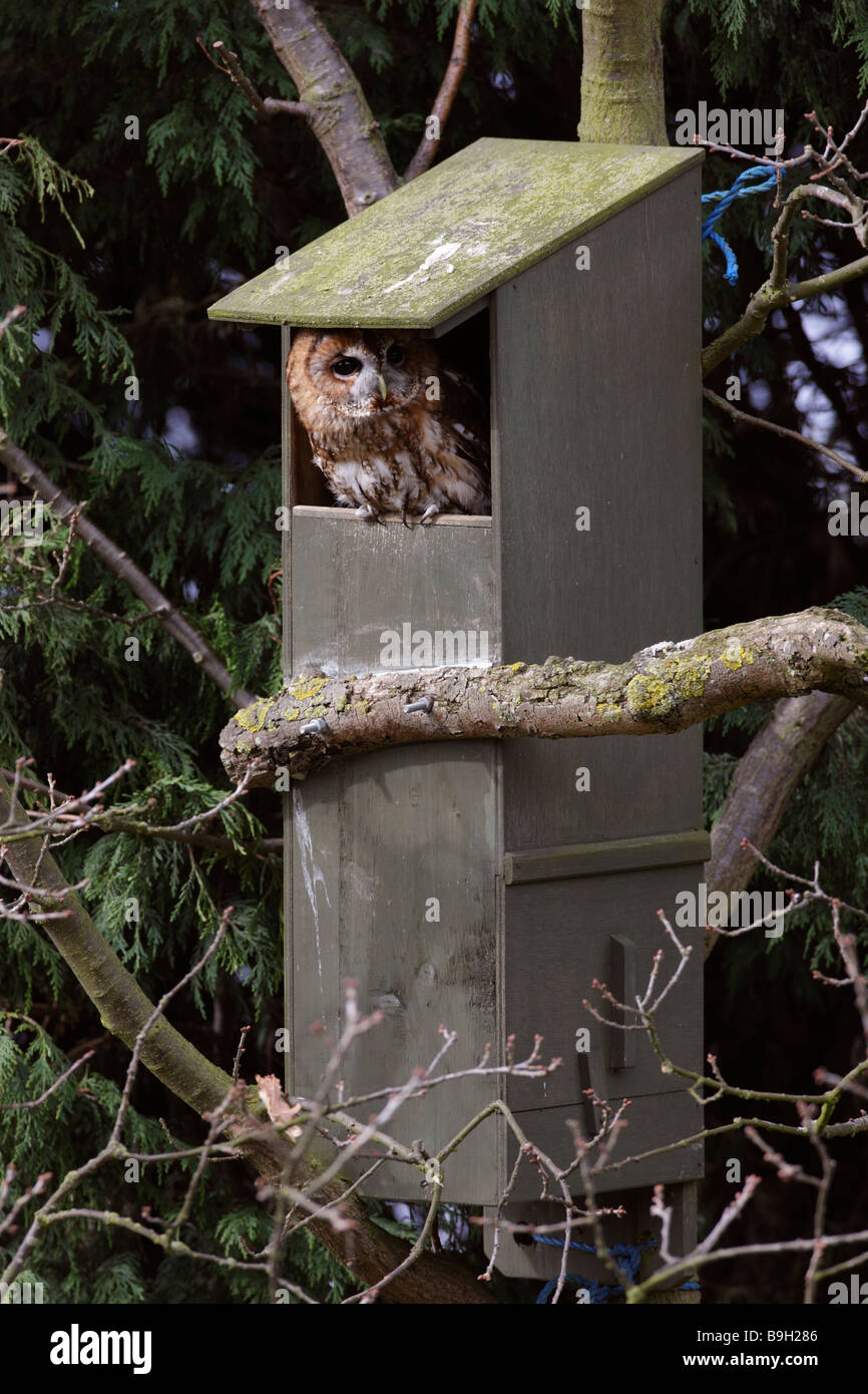 Tawny owl Strix aluco nest box Stock Photo - Alamy