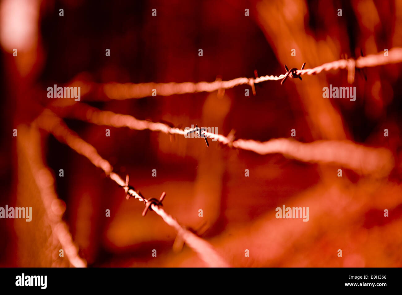Bloody barbed wire hires stock photography and images Alamy