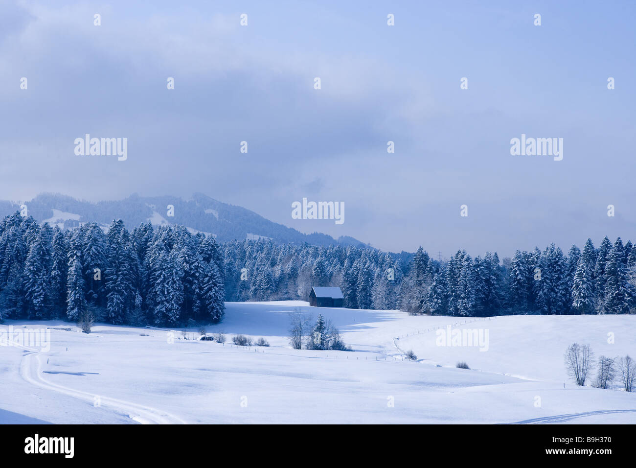 Winter-landscape withering Bregenzer Forest Vorarlberg Austria Stock Photo