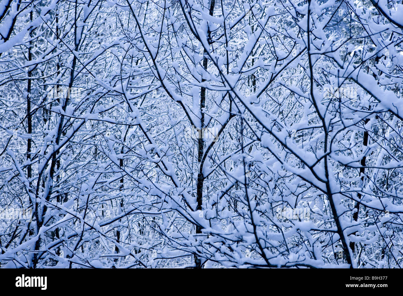 winter forest Bolgenach Bregenzer Forest Vorarlberg Austria Stock Photo