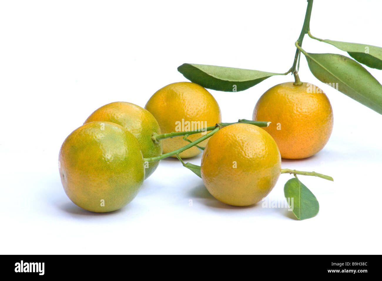 Bitter Oranges High Resolution Stock Photography and Images Alamy