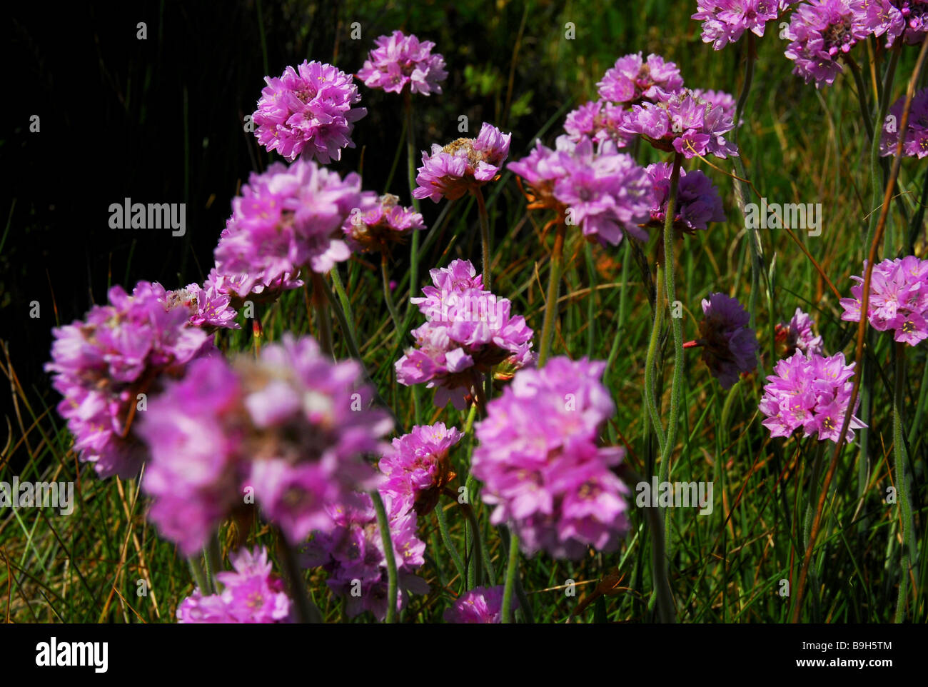 Wild purple flowers Stock Photo - Alamy