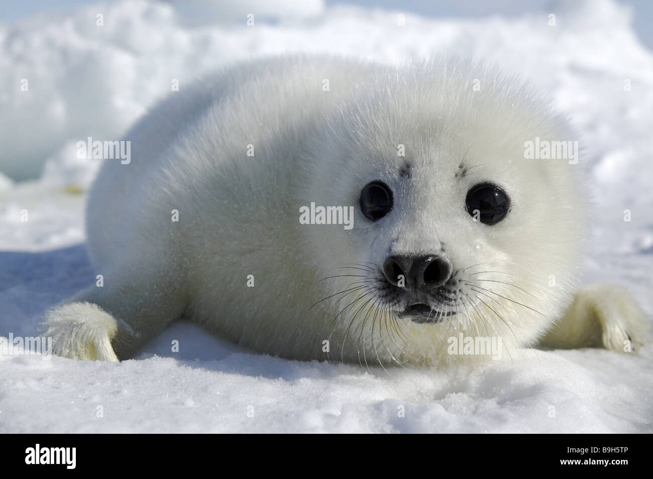 Seal baby Baby Seal