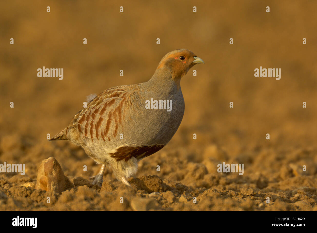 Grey Partridge on arable field Stock Photo - Alamy