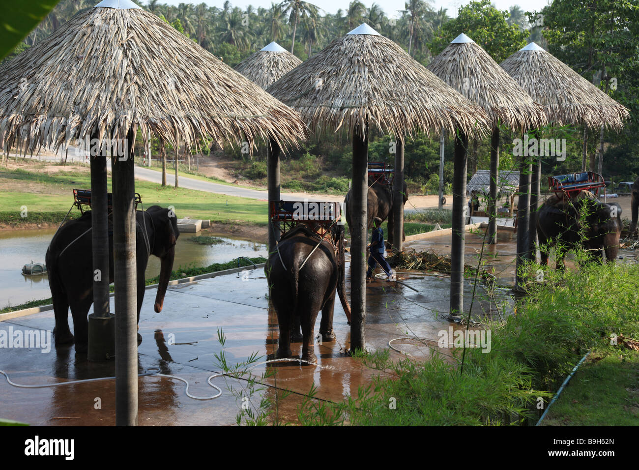 elephants under the shower before of after departure for  ride thailand zoo safari asi koh exotic park tourist tourism holiday Stock Photo