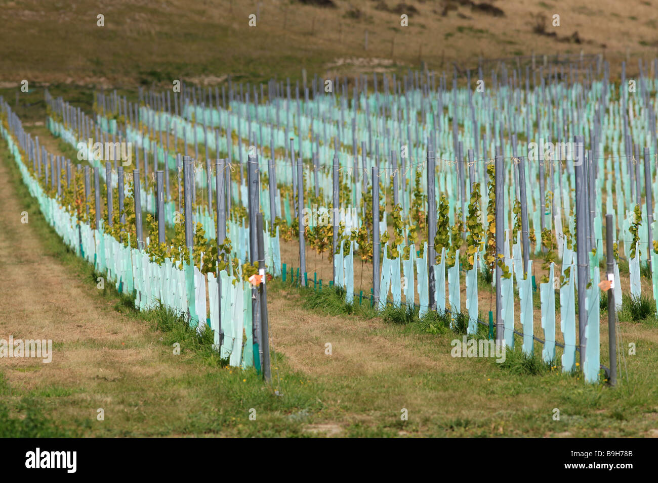New vineyard with metal posts,North Otago, South Island, New Zealand Stock Photo