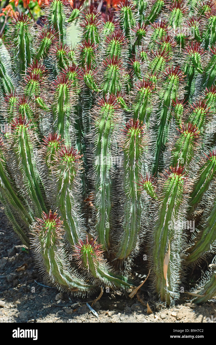 Euphorbia atrispina cactus plant Stock Photo Alamy