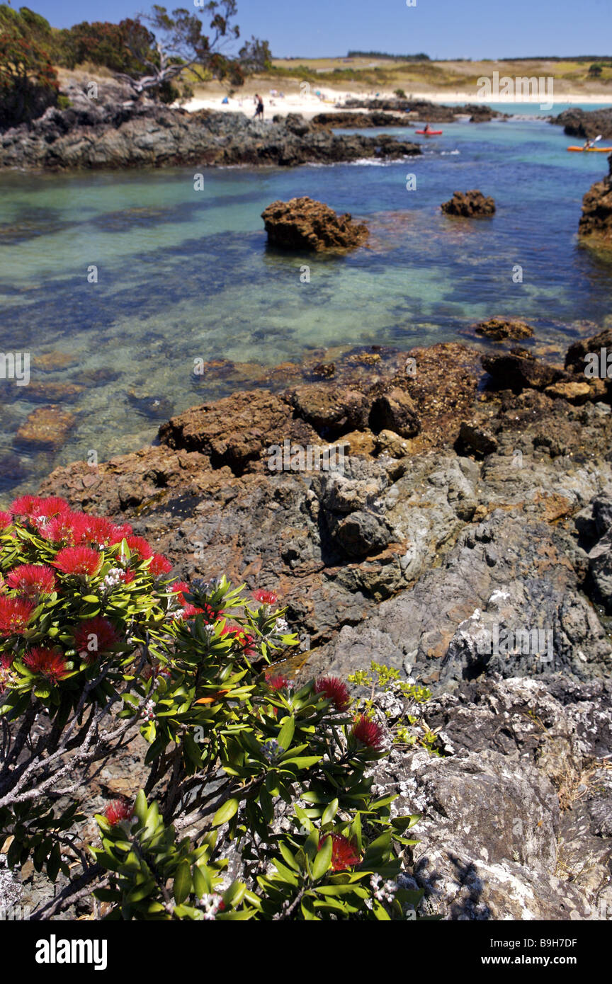 New Zealand north-island Northland Maitai Bay coast rocks shrub Pohutukawa bloom red Karikari Peninsula destination rock-coast Stock Photo