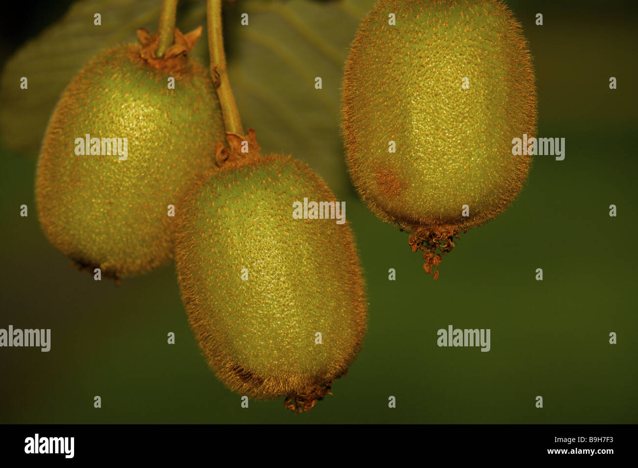 New zealand kiwi plantation hi-res stock photography and images - Alamy