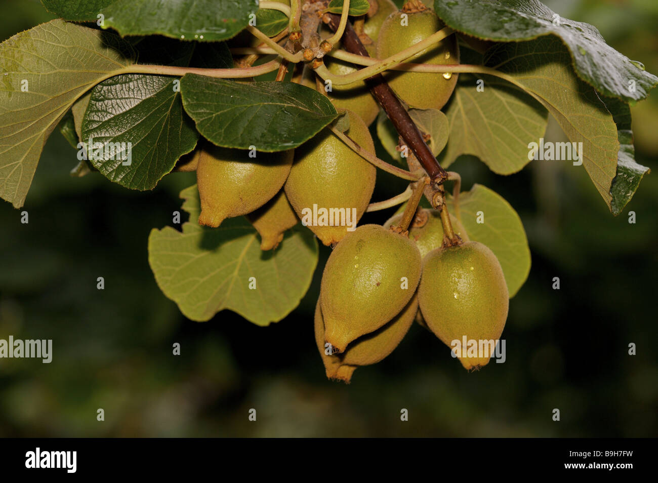 New Zealand Kiwi Plantation High Resolution Stock Photography and ...