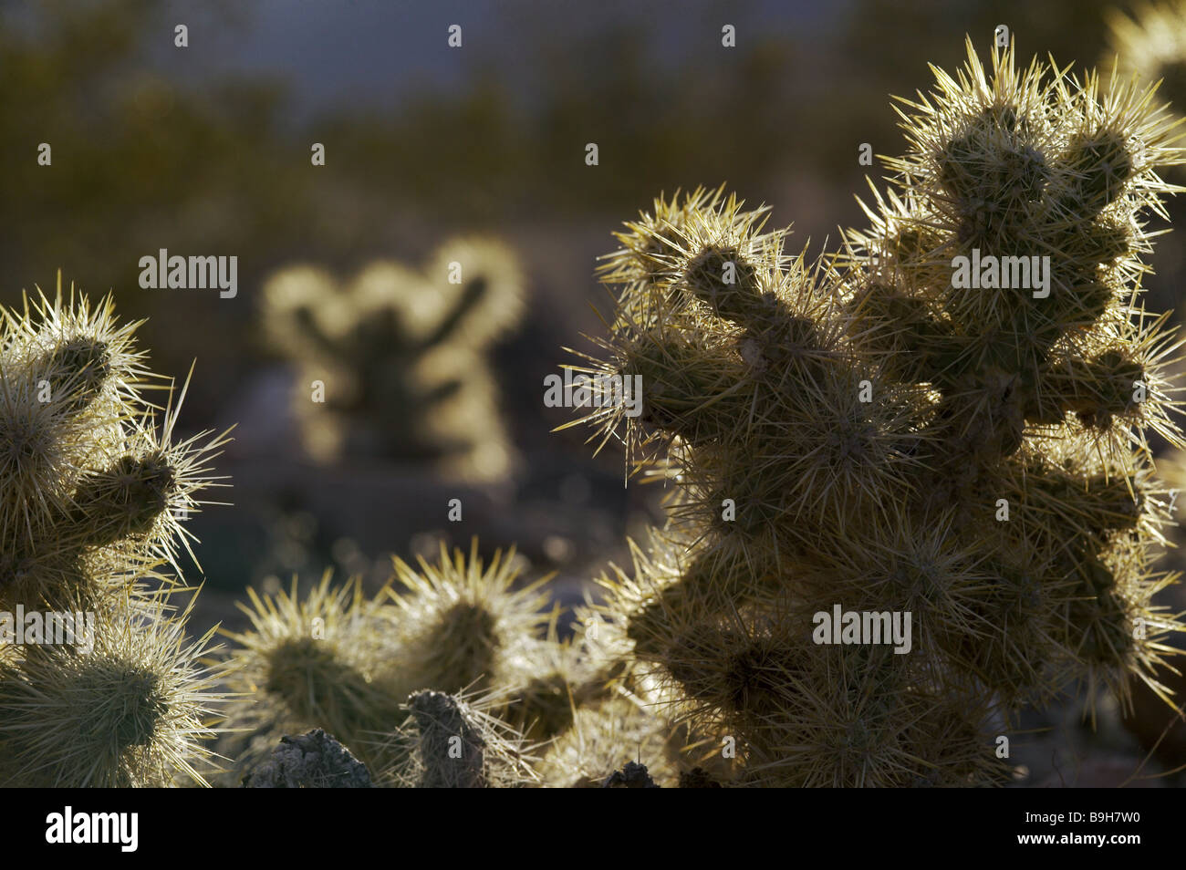 cacti back light nature botany plant succulent thorns thorns pointed fuzziness  Botany Death valley thorns back light cacti Stock Photo