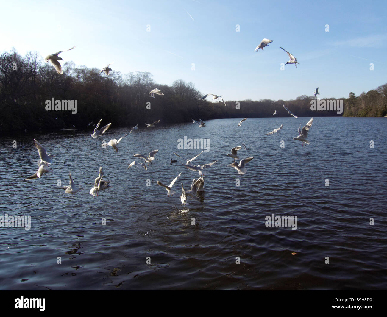 birds feeding on lake in virginia water surrey Stock Photo Alamy
