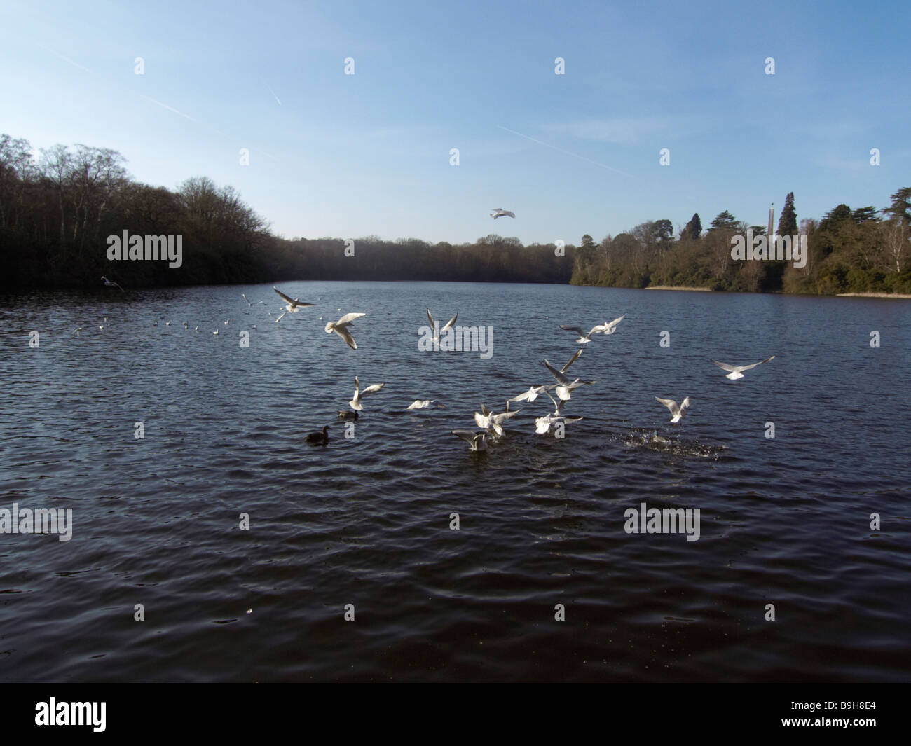 birds feeding on lake in virginia water surrey Stock Photo Alamy