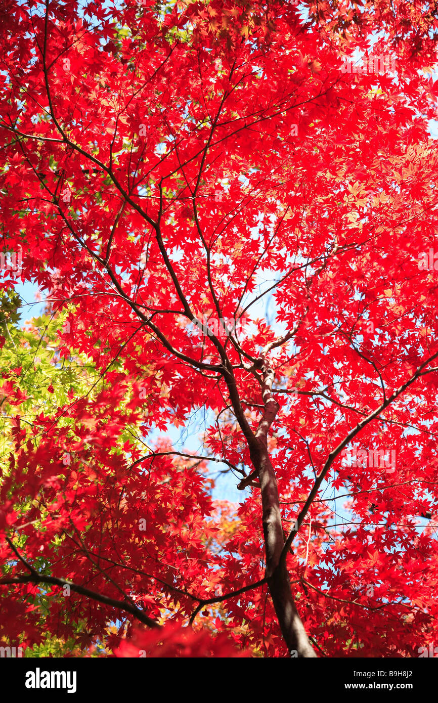 Japanese maple change in color red nature flora maple-tree tree maple ...