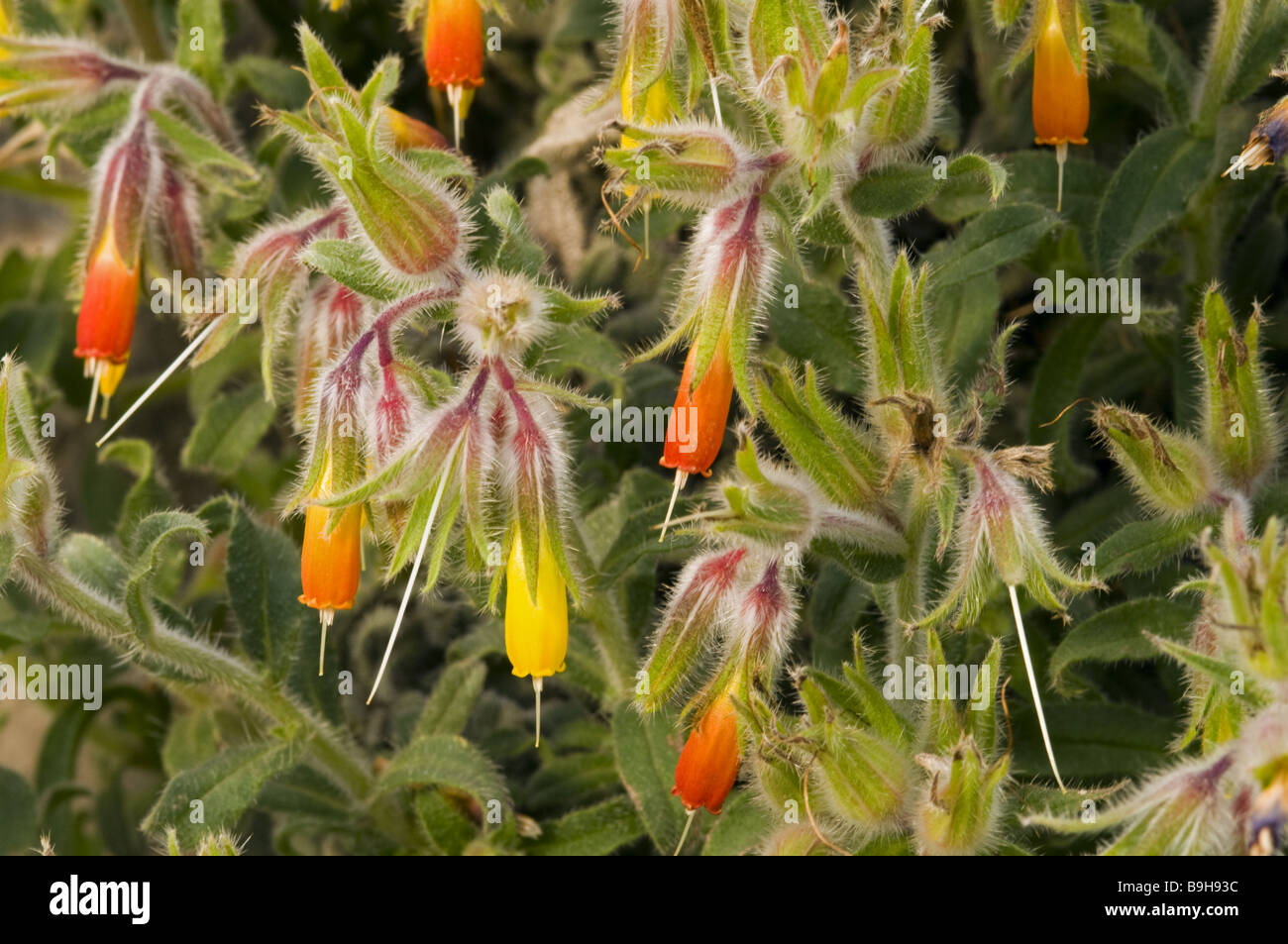 Onosma giganteum, from Mediterranean flora, Turkey Stock Photo