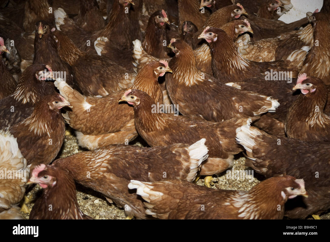 Chickens free run Stock Photo - Alamy