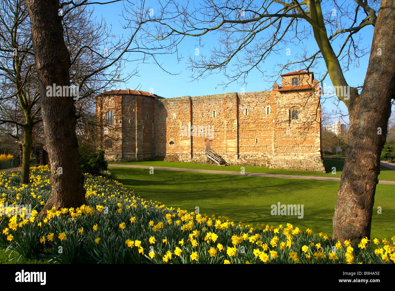 Great Britain England Essex Colchester Castle Museum and Upper Park Spring Daffodils Narcissus Stock Photo