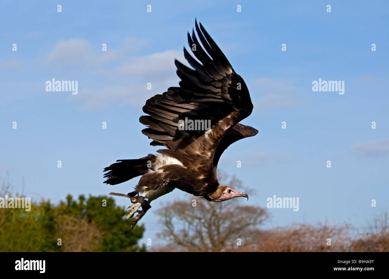 Hooded Vulture in Flight (necrosyrtes monachus), UK Stock Photo