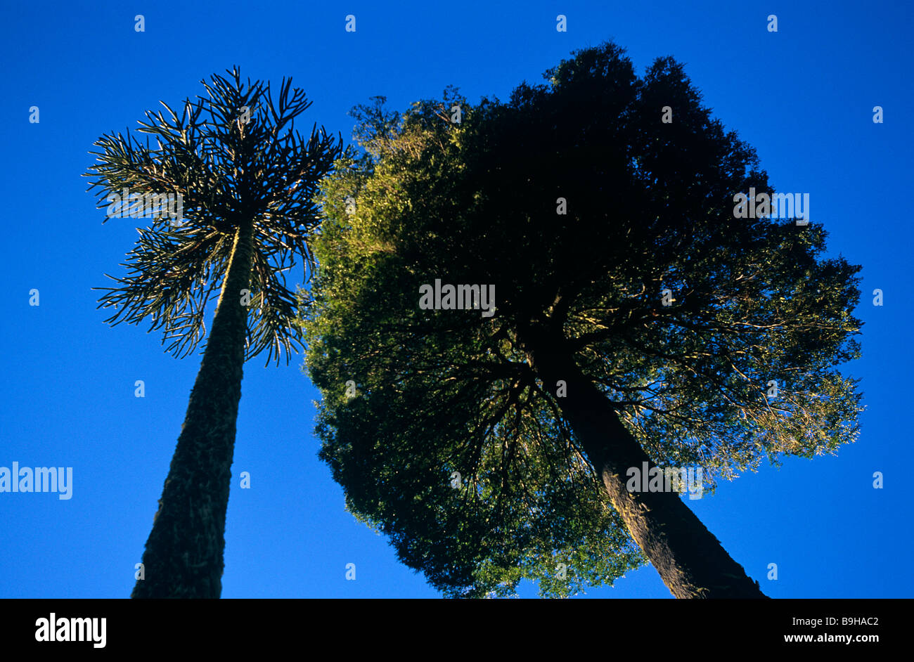 Chile, Region IX, Malacahuello-Nalcas National Reserve. Rauli Robli, Chilean Beech tree. Stock Photo