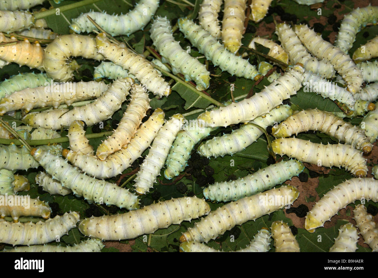 Eri Silkworms Philosamia ricini feeding on Castor Oil Plant Leaves Stock Photo