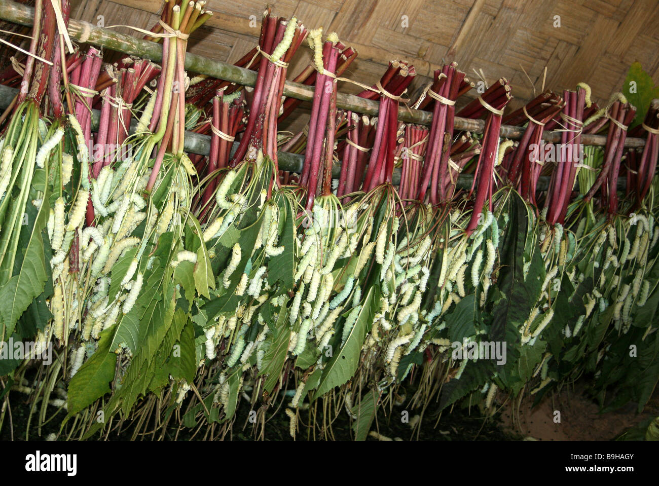 Eri Silkworms Philosamia ricini feeding on Castor Oil Plant Leaves Hung Up in a Line Stock Photo