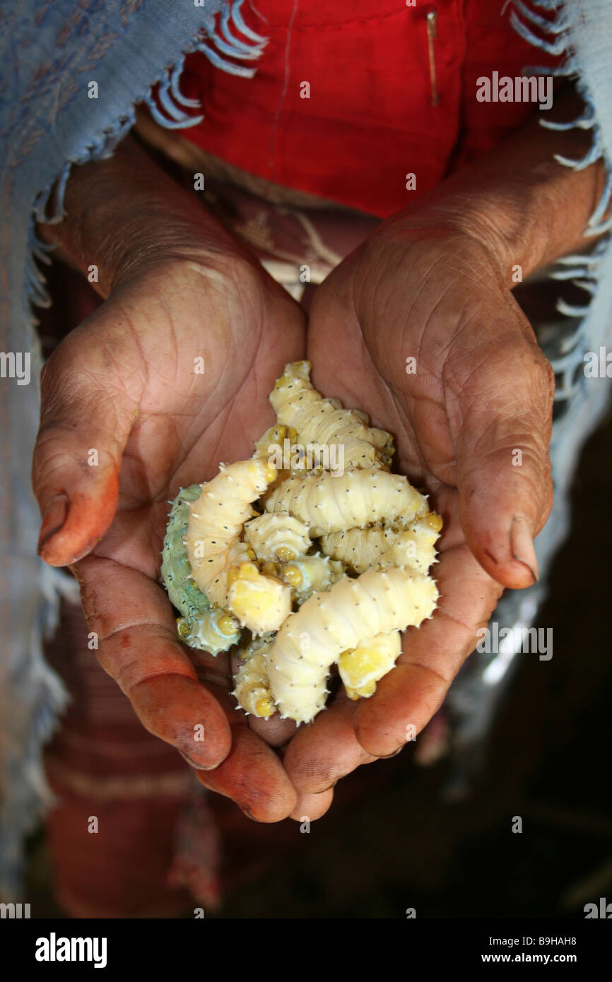 Close-up of Eri Silkworms in the hands of a Karbi Tribe Woman Stock Photo