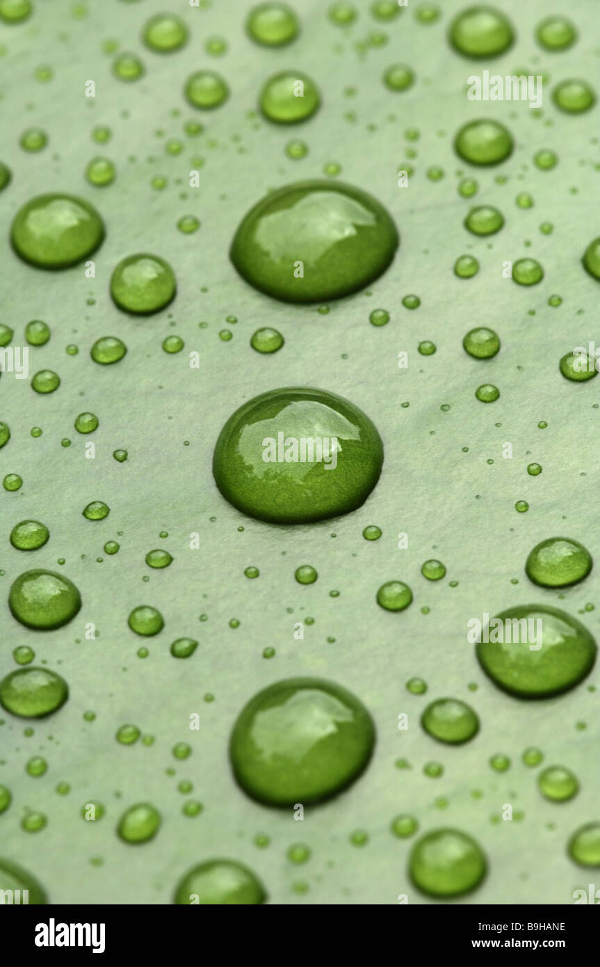 Water drops on waterlily hi-res stock photography and images - Alamy